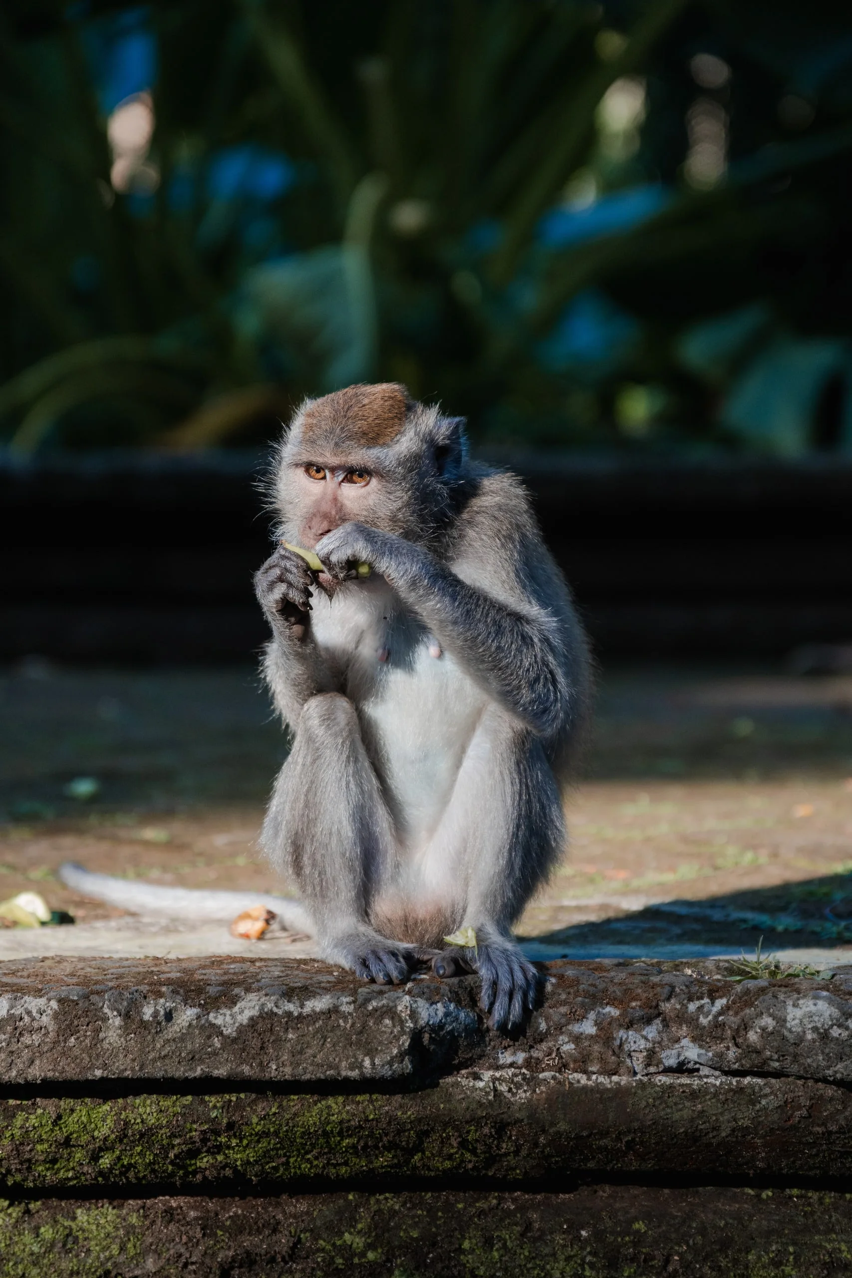 Les singes de Bali : photo 2
