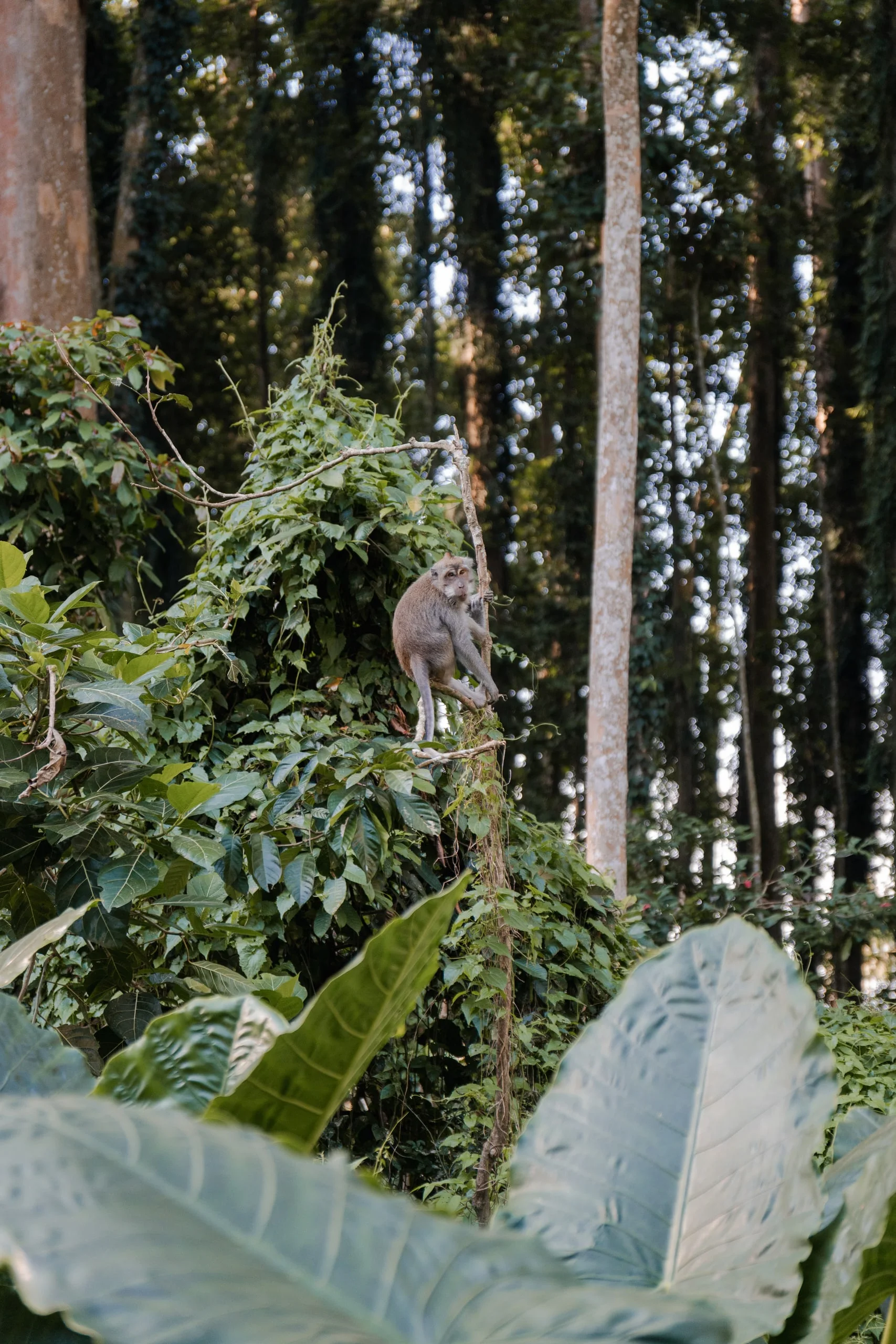 Les singes de Bali : photo 3