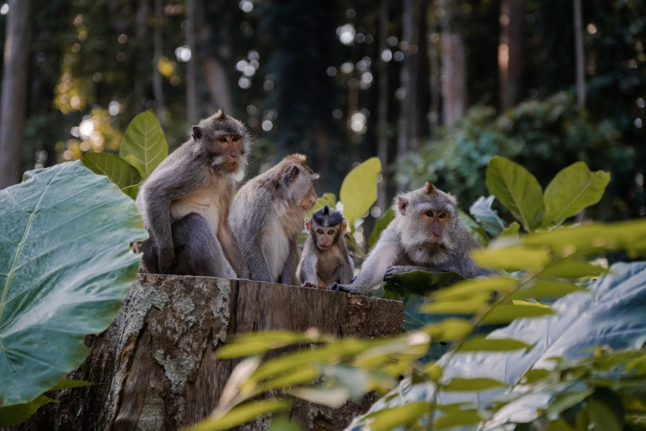 Les singes de Bali : photo 4