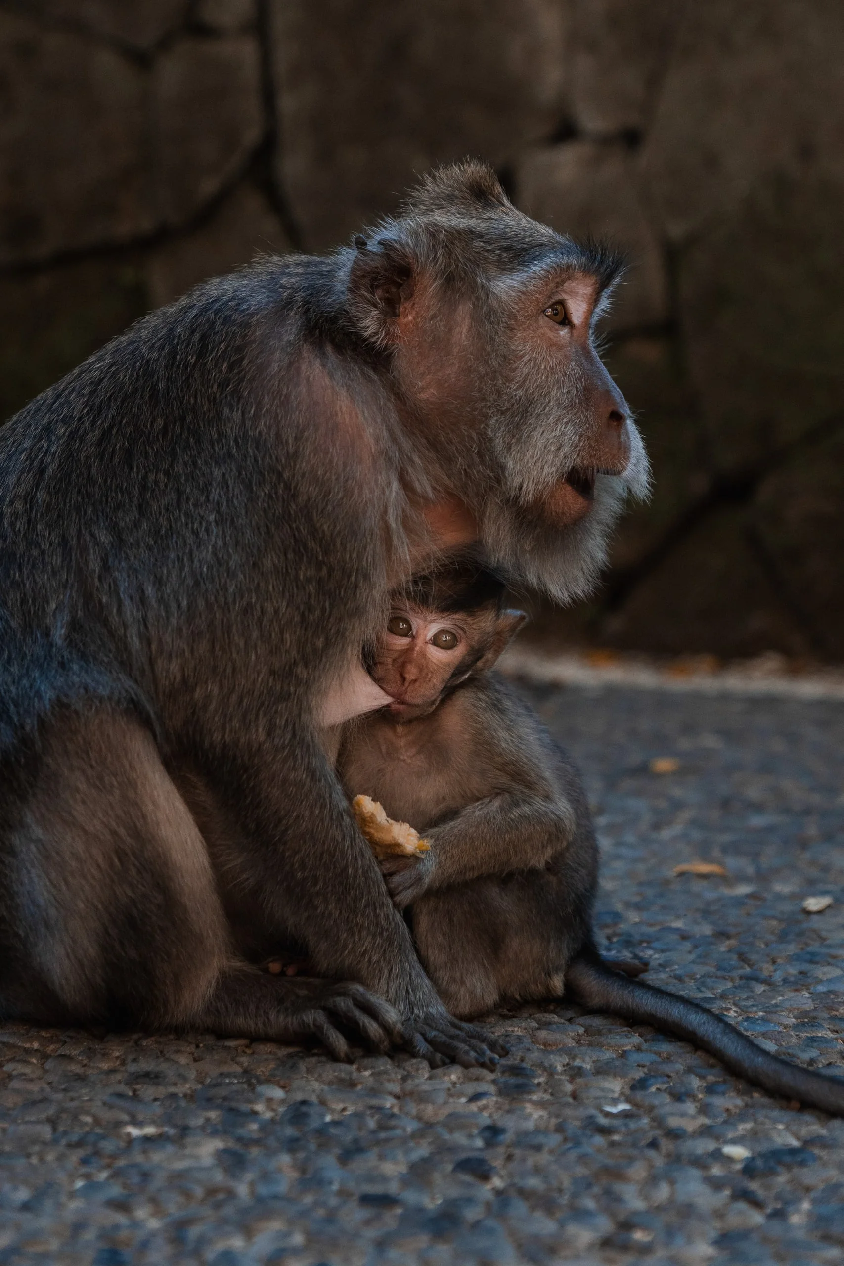Les singes de Bali : photo 5