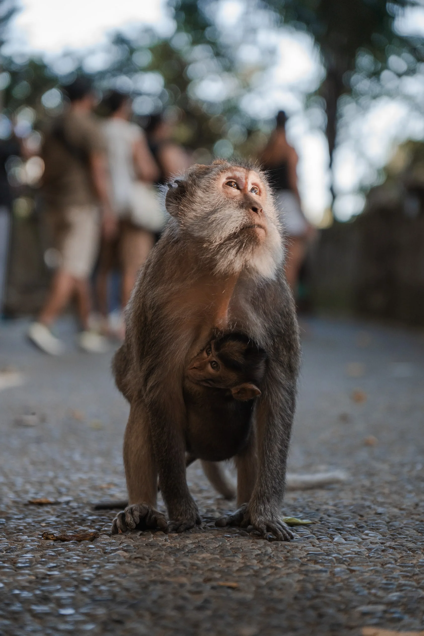 Les singes de Bali : photo 6