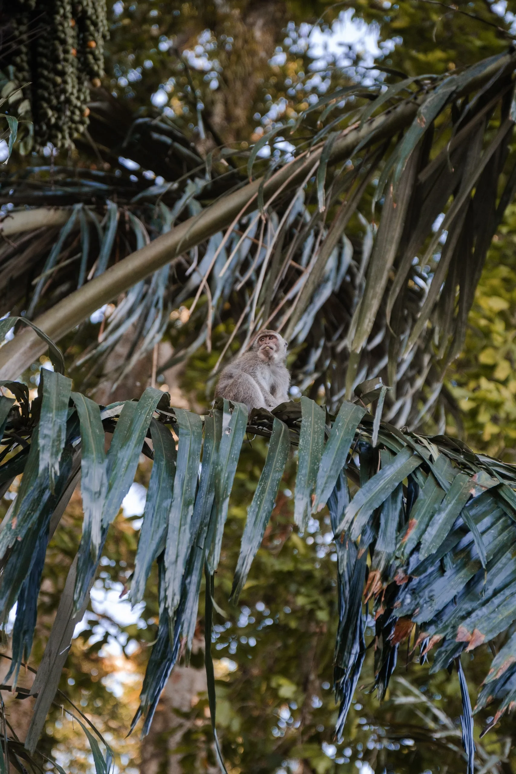Les singes de Bali : photo 8