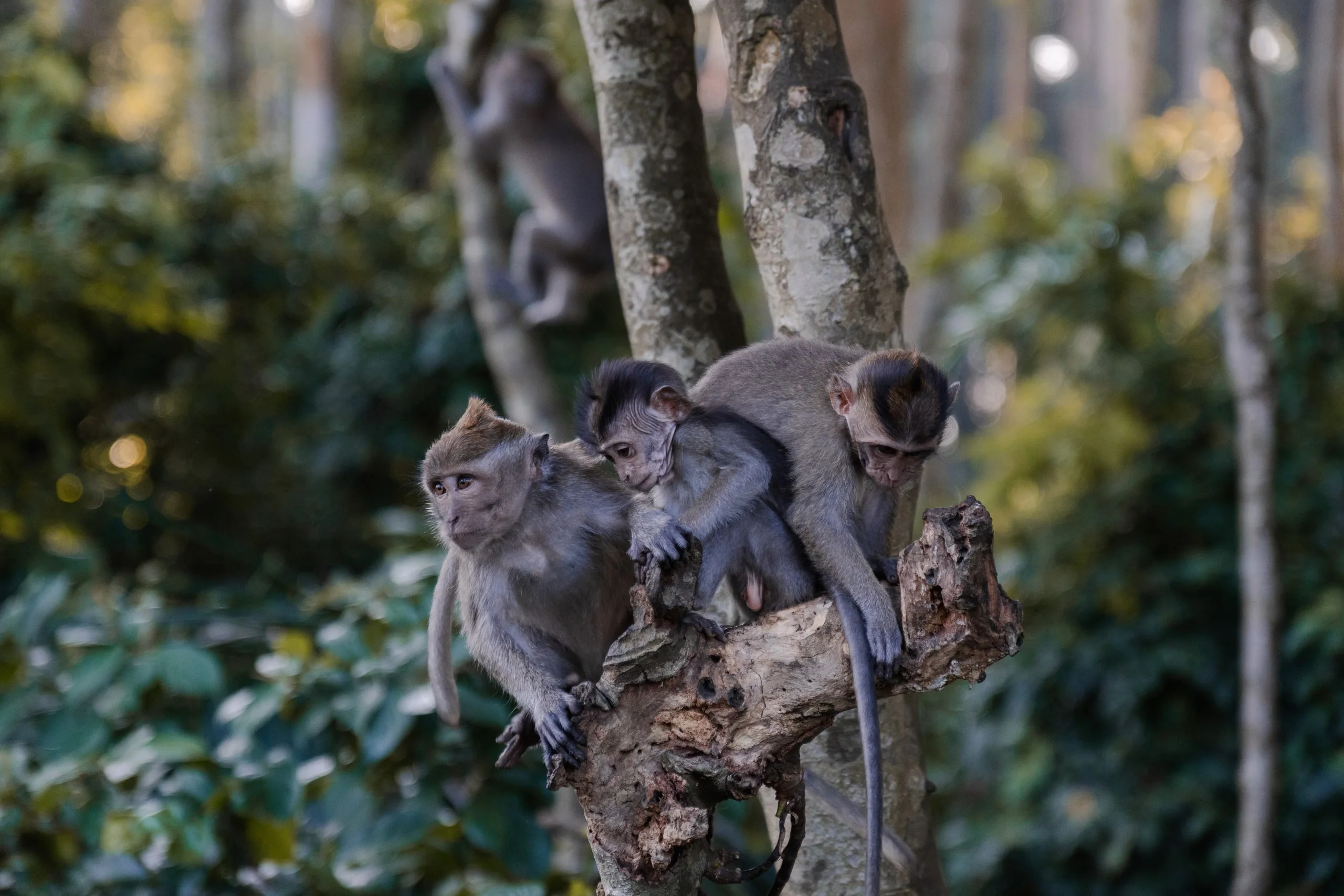 Les singes de Bali : photo 9